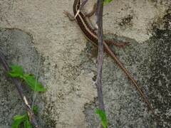 Trachylepis striata