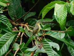 Cinnyris chloropygius