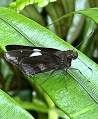 Notocrypta