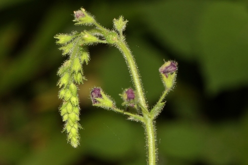 Dainty Slippermint (Equilabium gracile)