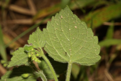 Equilabium gracile image