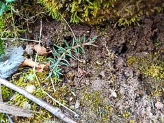 Petrosedum ochroleucum