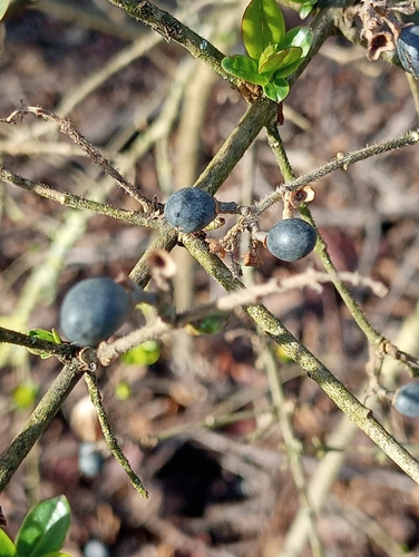 Ligustrum ibota iNat (2)