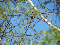 Betula platyphylla