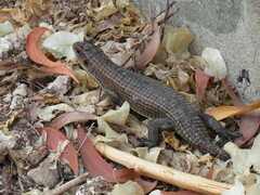 Broadleysaurus major