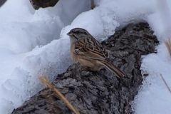 Emberiza godlewskii