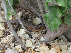 Broadleysaurus major