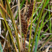 Carex flagellifera - Photo (c) Pat Enright, μερικά δικαιώματα διατηρούνται (CC BY-NC), uploaded by Pat Enright