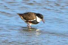 Erythrogonys cinctus