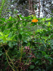 Cosmos sulphureus