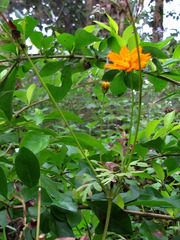 Cosmos sulphureus