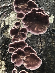Chondrostereum
