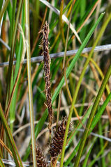 Carex flagellifera