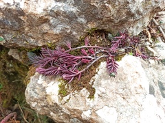 Petrosedum ochroleucum
