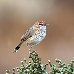 Calamanthus campestris