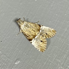 Alophosoma emmelopis
