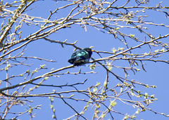 Chrysococcyx maculatus