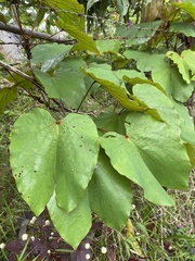 Phanera aureifolia