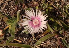 Acrodon bellidiflorus