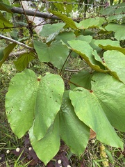 Phanera aureifolia