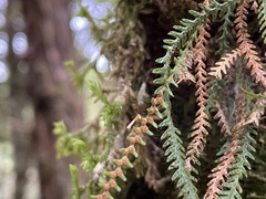 Micropolypodium okuboi