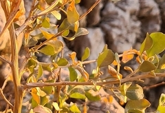 Atriplex halimus