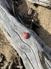 Phasianella ventricosa