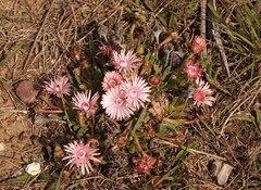 Acrodon bellidiflorus