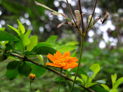 Cosmos sulphureus