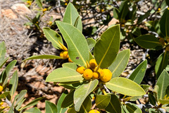 Ficus virens virens