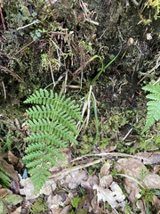 Dryopteris peranema