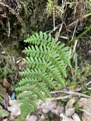 Dryopteris peranema