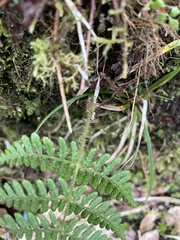 Dryopteris peranema