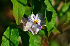 Solanum bonariense