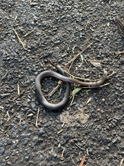 Cacophis squamulosus