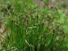 Carex uda