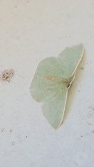 Nemoria lixaria