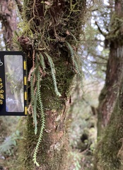 Micropolypodium okuboi