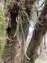 Micropolypodium okuboi