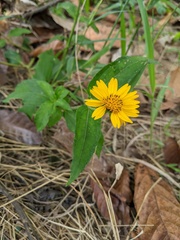 Aspilia mossambicensis