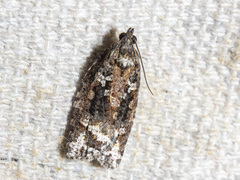Thrincophora signigerana