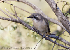 Chrysococcyx osculans