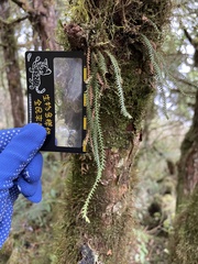 Micropolypodium okuboi