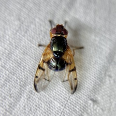 Lamprogaster imperialis