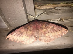 Anthela rubeola