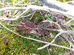 Petrosedum ochroleucum