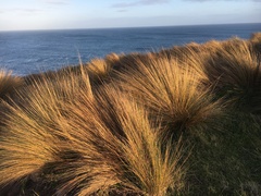 Austrostipa stipoides