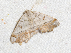 Dissomorphia australiaria