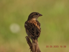 Passer domesticus