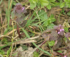 Lamium hybridum
